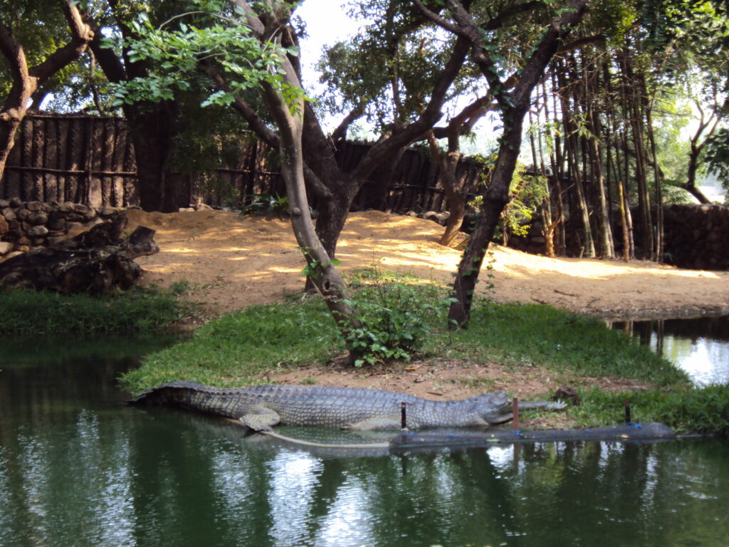 SNAKE PARK, CHENNAI romulus whitaker Tamil Nadu beach shore temple chennai kanya kumari madurai pondicherry mahabalipuram kodaikanal rameshwaram heritage historical