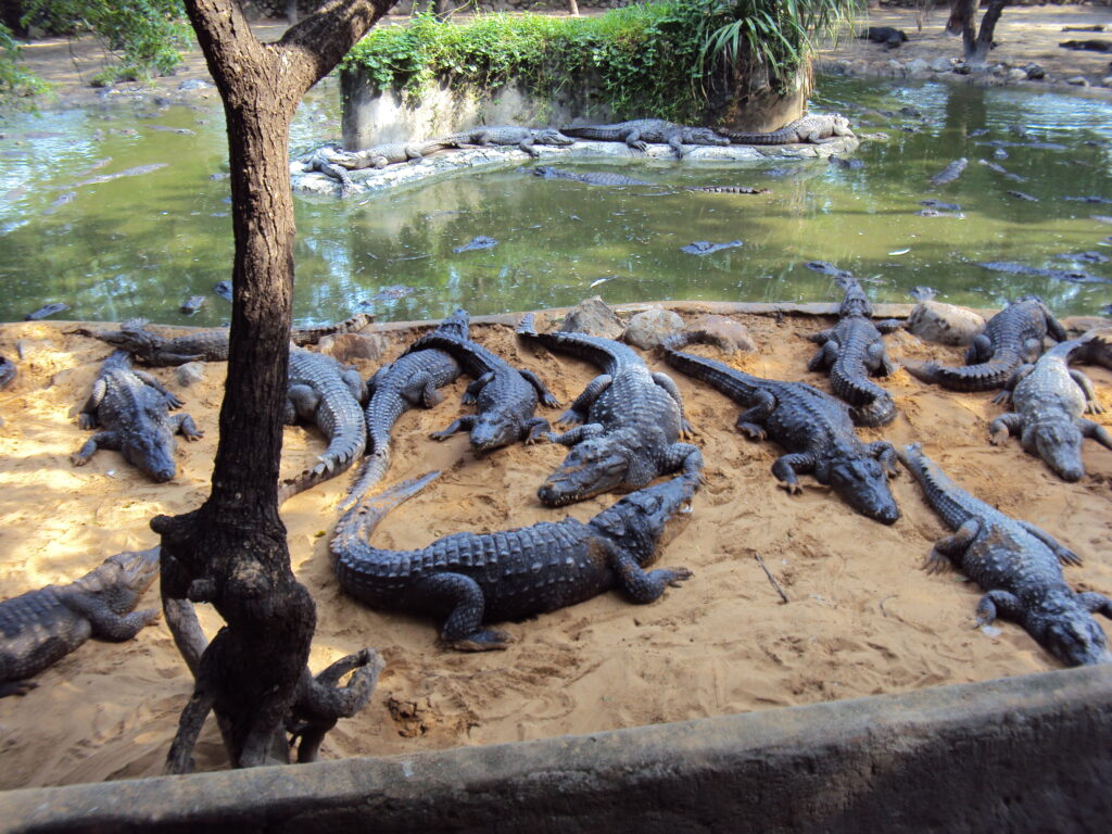 SNAKE PARK, CHENNAI romulus whitaker Tamil Nadu beach shore temple chennai kanya kumari madurai pondicherry mahabalipuram kodaikanal rameshwaram heritage historical